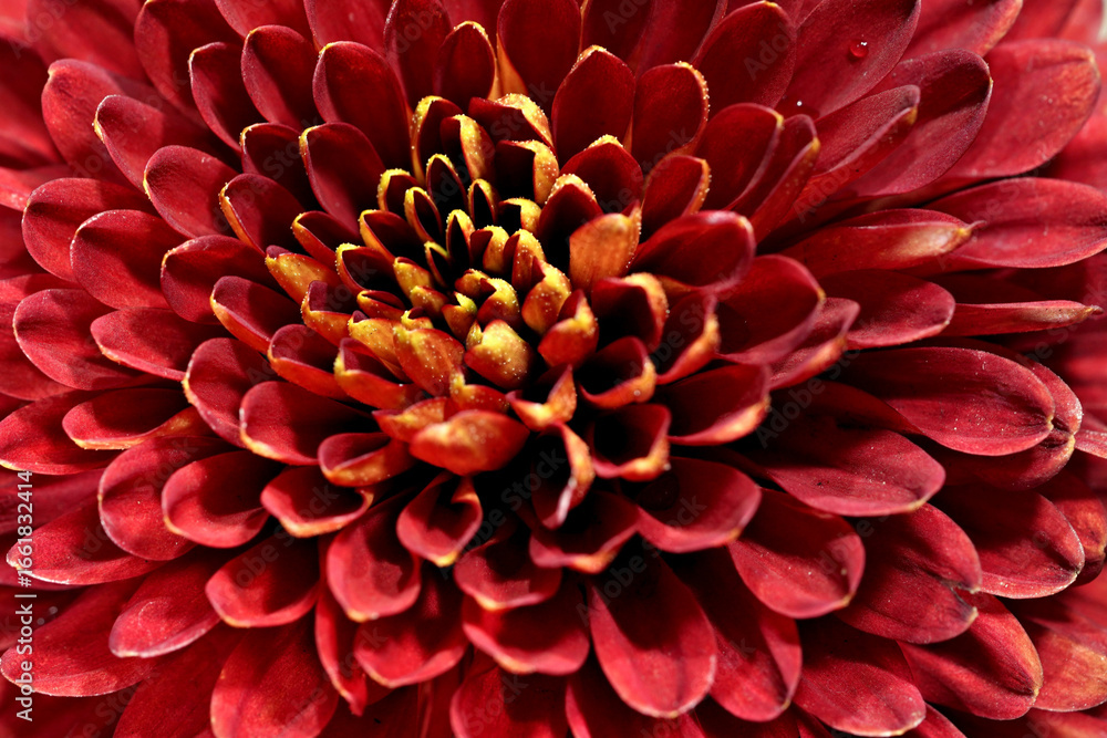 Naklejka premium red dahlia flower