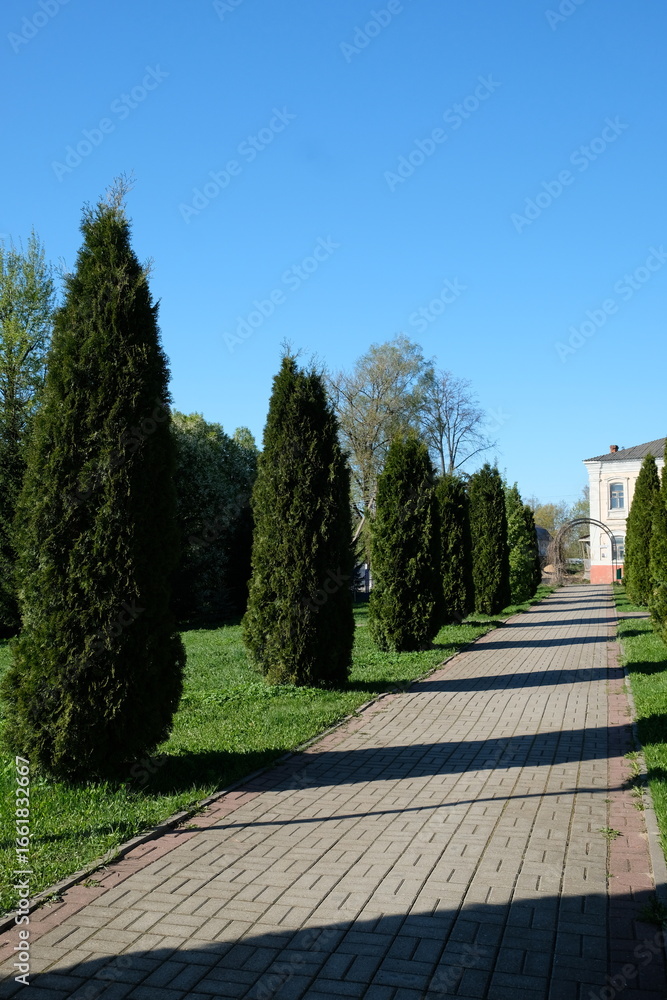Fototapeta premium tall green bushes along the path