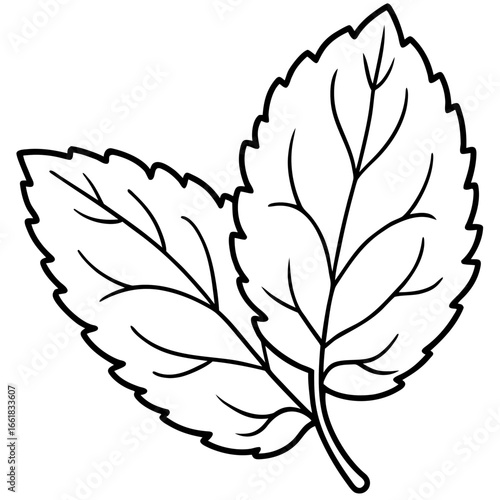 Lemon Balm Leaf Outline Vector