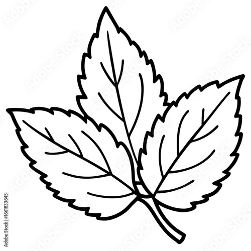 Lemon Balm Leaf Outline Vector