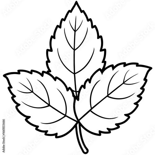 Lemon Balm Leaf Outline Vector