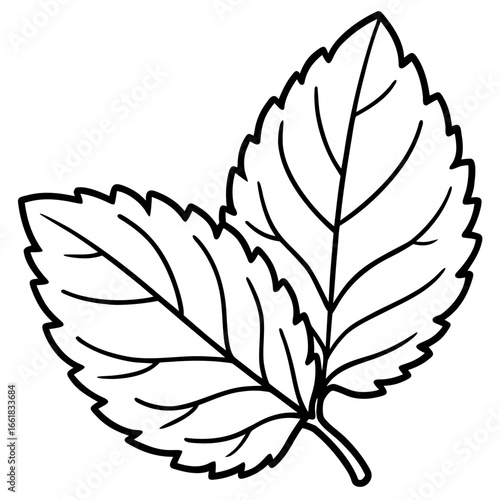 Lemon Balm Leaf Outline Vector