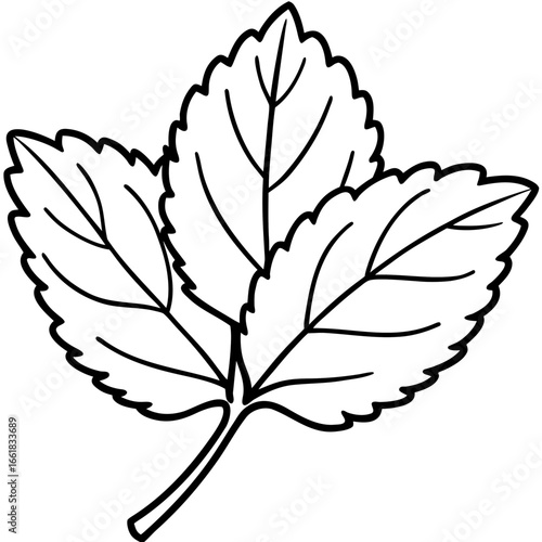 Lemon Balm Leaf Outline Vector