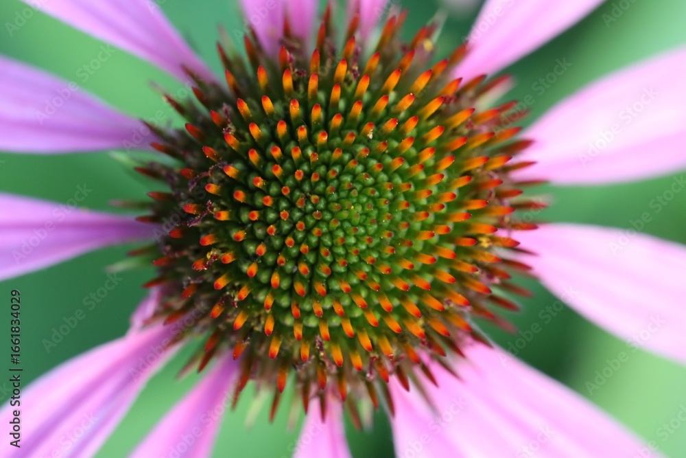 Beautiful pink echinacea flower growing outdoors, closeup Beautiful pink echinacea flower growing outdoors, closeup
