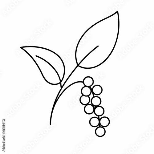 Black Peppercorn Outline Vector