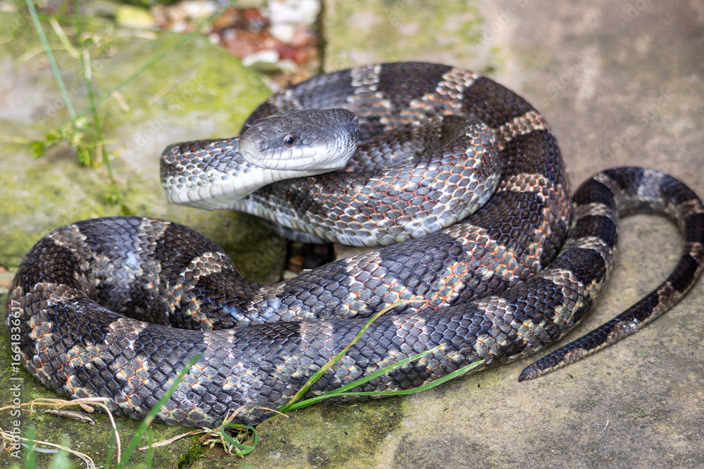 Fototapeta premium Snake!