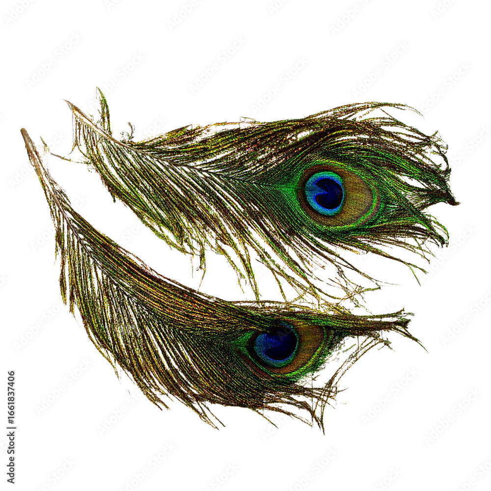 Obraz premium Curved Peacock Feathers with Iridescent Eye Patterns, isolated on a transparent background 