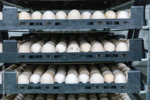 A large number of chicken eggs ready for export