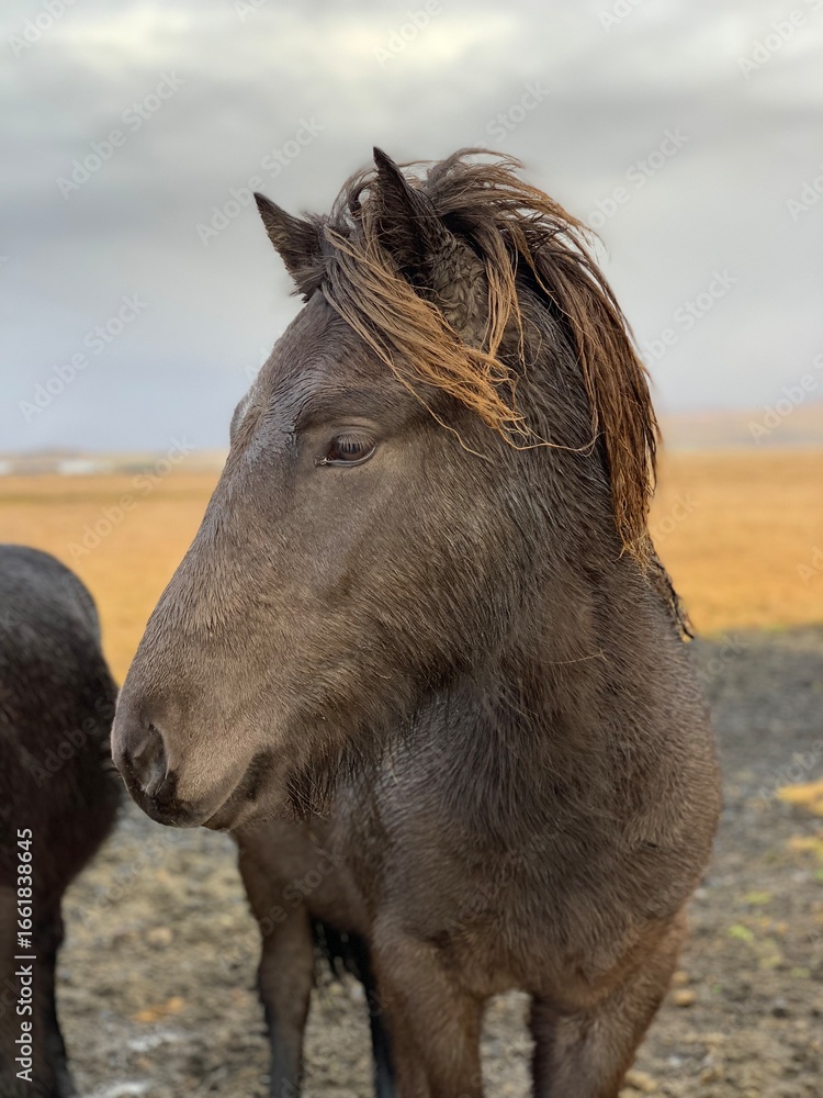 Fototapeta premium icelandic horse in the field