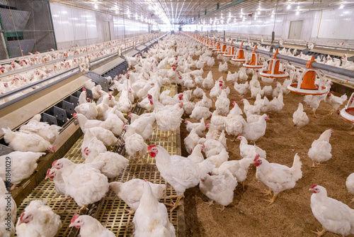 White chicken on the farm