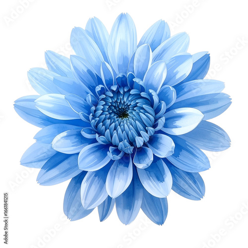 Blue chrysanthemum flower in full bloom isolated on transparent background