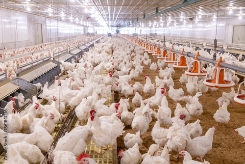 White chicken on the farm