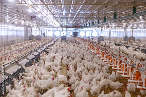 White chicken on the farm