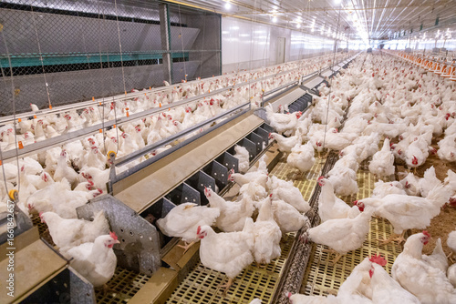 White chicken on the farm