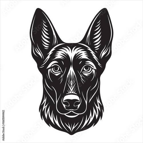 An Intense Portrait of a Belgian Malinois, a Highly Intelligent and Athletic Dog with a Powerful and Loyal Work Ethic
