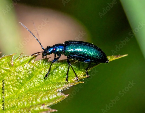Wallpaper Mural Close-up of iridescent beetle on leaf Torontodigital.ca