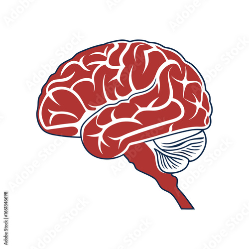 Red and white human brain illustration with blue outline anatomy medical