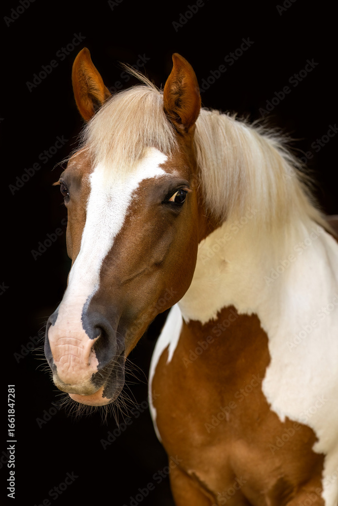 Obraz premium Pinto Haflinger mix horse portrait on black background