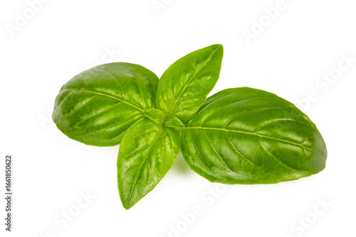 Fresh basil leaves isolated...