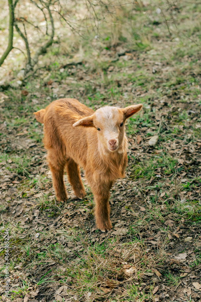 Fototapeta premium Young cute brown goat on the farm
