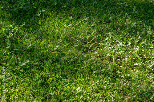 Photos Lush green grass illuminated by sunlight creates a vibrant natural scene