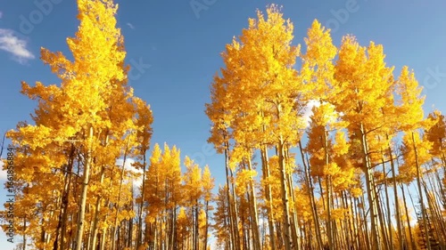Looking up at golden aspen trees with colorful leaves in the autumn sky