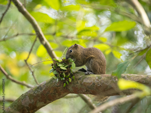 Wallpaper Mural A squirrel holding leaves and plants while standing on a tree branch in the forest. Torontodigital.ca