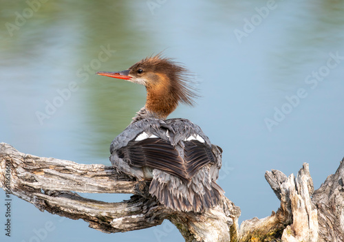 Common merganser (Mergus merganser) swimming perched on a branch, Prince's Island Park, Calgary, Alberta, Canada,