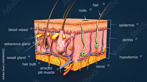 Skin cell anatomy