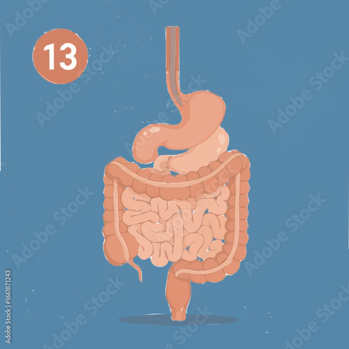 Medical Illustration of Human Digestive System Anatomy, Detailed View, Educational Content, Health Science Environment
