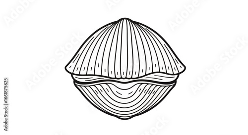Clam Shell: Minimalist ink drawing captures the intricate detail of a clam shell, symbolizing nature's quiet elegance and coastal treasures.