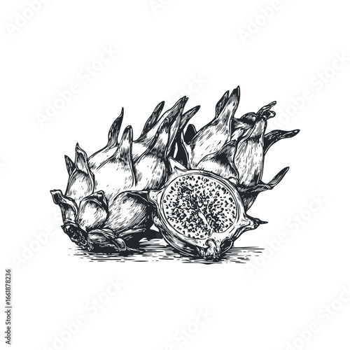 Vintage Sketch of Dragon Fruit and Sliced Dragon Fruit