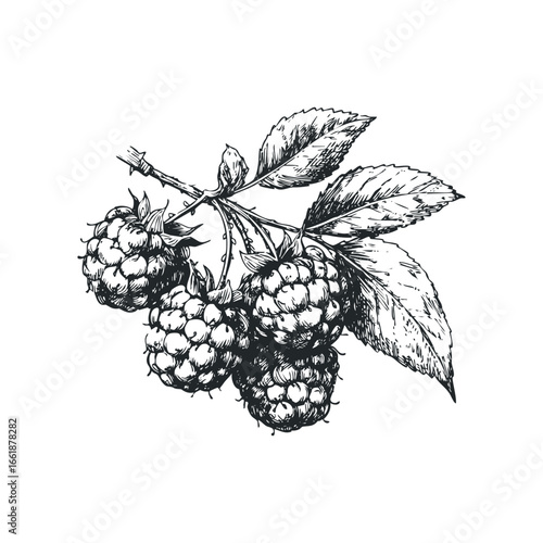Hand Drawn Black and White Image of Ripe Raspberries on a Stem