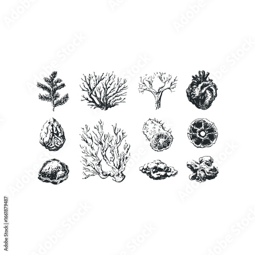 Collection of natural objects, including a heart, brain, and various plants and minerals