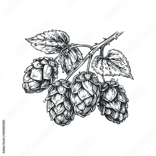 Hand drawn hop cones with leaves on vine