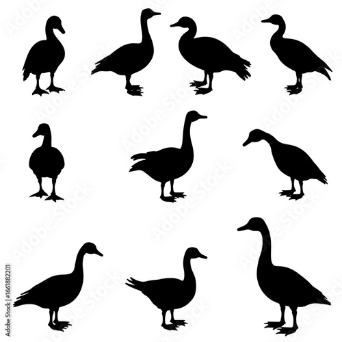 Duck silhouette collection featuring different standing poses of waterfowl birds in minimal black vector style