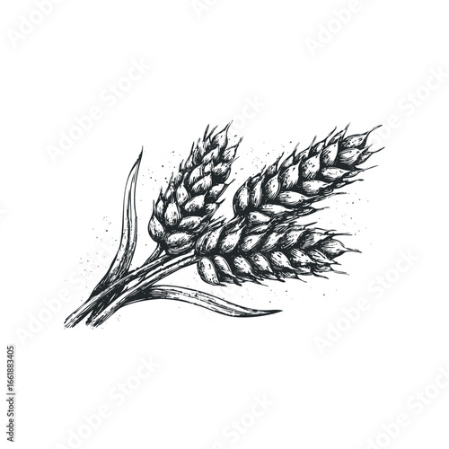 Hand drawn sketch of wheat ears with ink splash texture