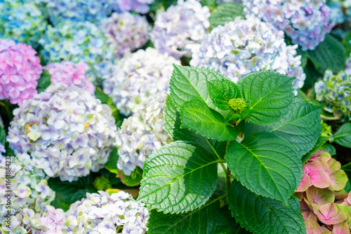 Blue, purple and pink bigleaf hydrangea or French hydrangea or penny mac or hortensia (Hydrangea macrophylla) flowers.