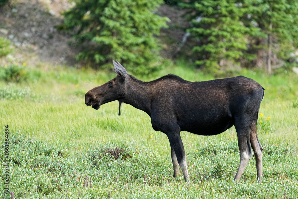 Fototapeta premium A beautiful moose cow posing