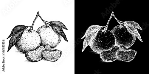Isolated vector image of mandarins on transparent and black backgrounds, pencil drawing, chalk drawing  