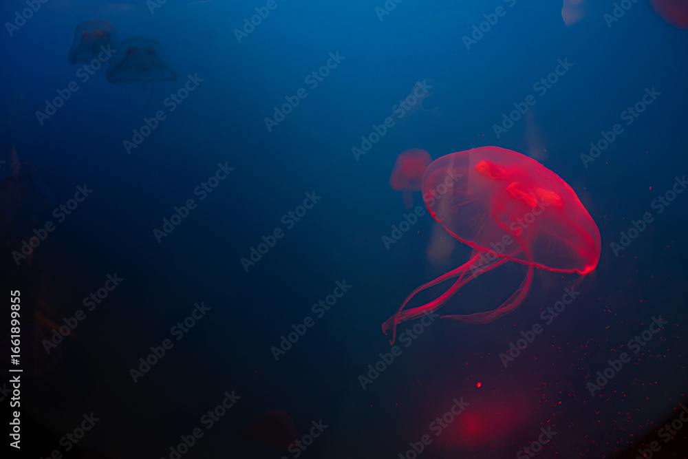 Naklejka premium Glowing red jellyfish swimming in blue-lit aquarium water.