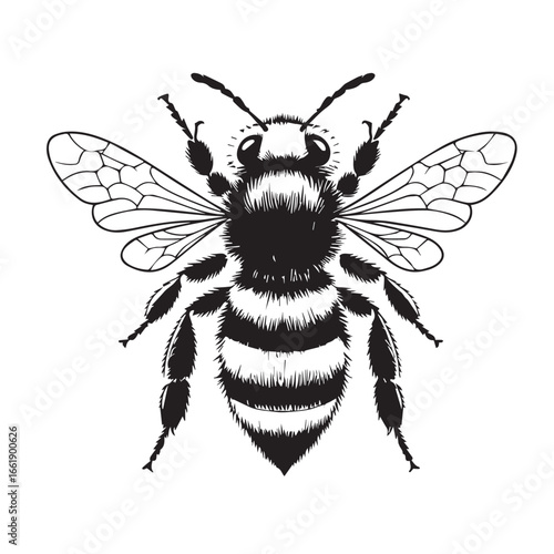 Vector art of detailed black and white illustration of a bee with striped body and transparent wings, isolated on white background