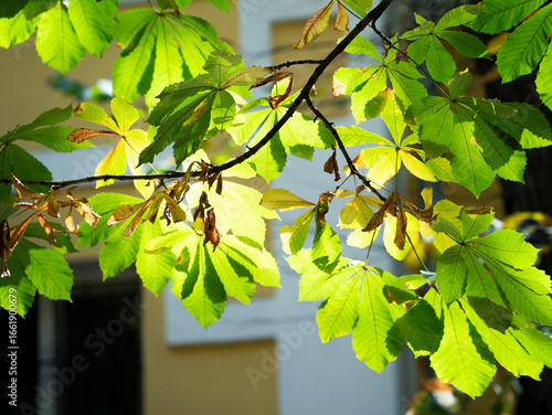 green leaves on a tree