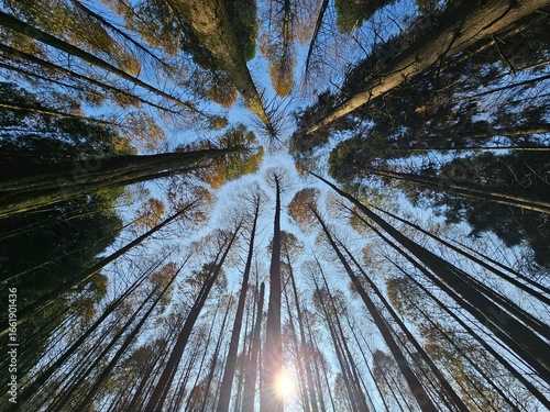 forest in autumn