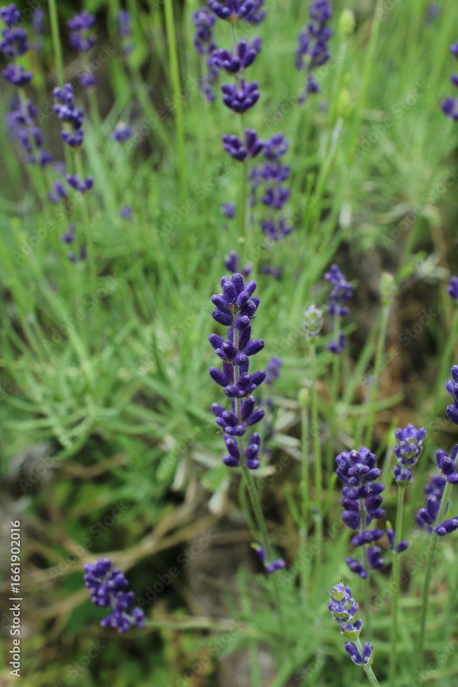 Fototapeta premium lavender flowers in provence