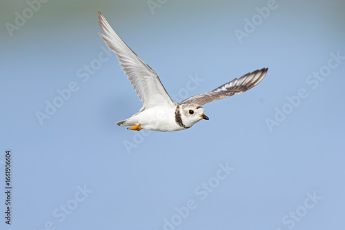Photos An adullt piping plover (Charadrius melodus) in flight.
