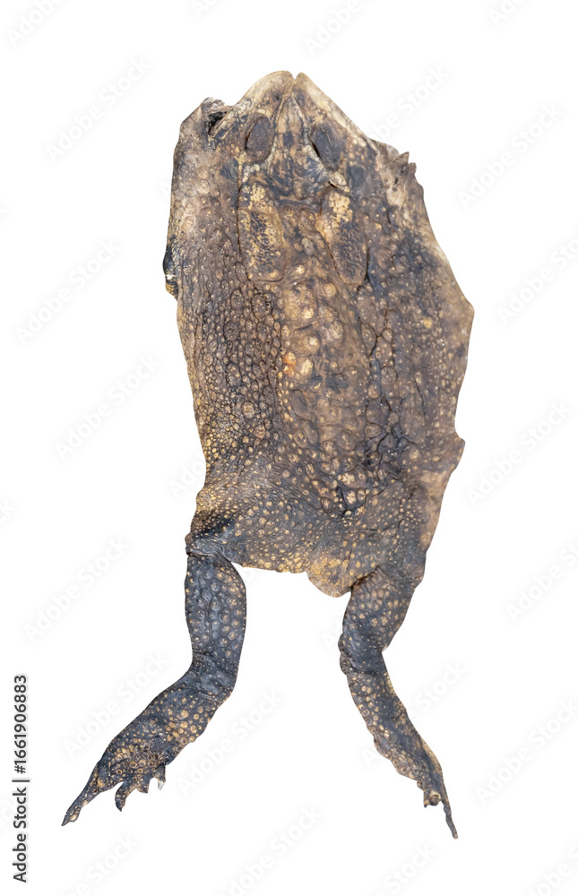 Obraz premium Top view of toad carcass or dead toad step on or crushed by car isolated on white background with clipping path