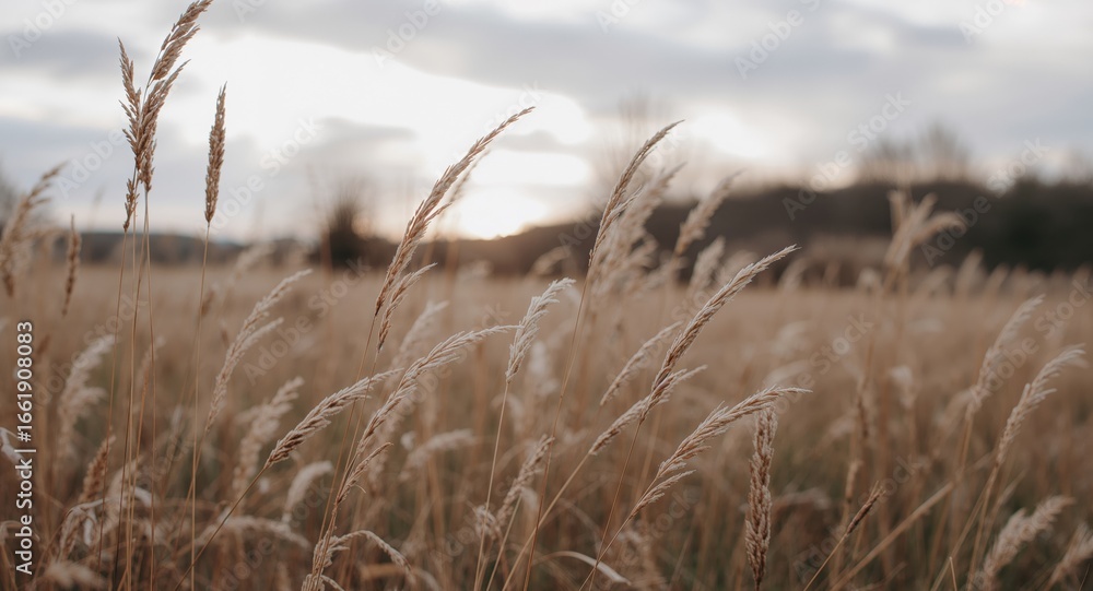 Fototapeta premium Whispering Wheat Fields. A Serene Landscape of Golden Grasses and Evening Sky.