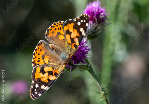 Cuadro en lienzo Painted Lady Butterfly on Thistle Flower