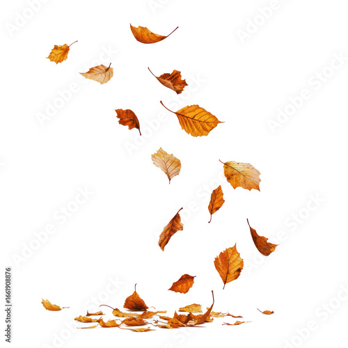 A pile of autumn leaves falling against a transparent background
